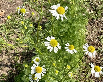 Free USA shipping, 200 seeds, Chamomile
