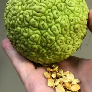 50 seeds Free Shipping, Hedge Apple, Osage Orange, Horse Apple, Monkey Ball, Maclura Pomifera Tree Fruits