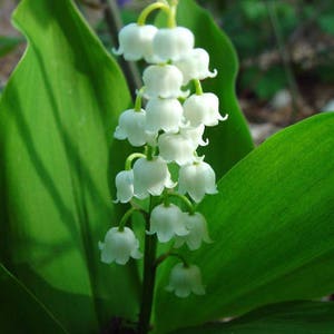 May include: Close-up of a cluster of white lily-of-the-valley flowers with bell-shaped blooms. The flowers are on a green stem, surrounded by large, vibrant green leaves. The image is well-lit, highlighting the delicate details of the flowers.