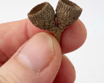 Tiny Acorn Caps for Crafting