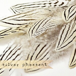 12 pcs NATURAL Silver Pheasant Feathers select grade, zebra, stripes, exotic feathers image 3