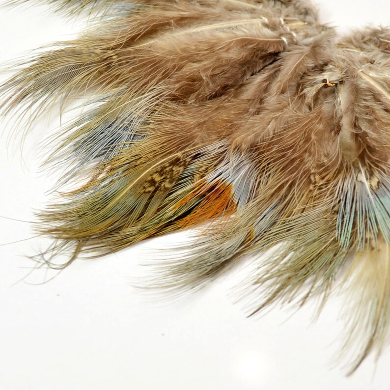 May include: A bunch of brown, green, and blue feathers with a speckled pattern. The feathers are arranged in a fan shape.