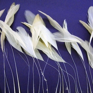 May include: A collection of white feathers arranged against a deep blue background. The feathers are spread out and their tips are pointing in different directions.