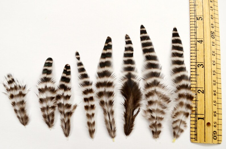 24 Pcs GRIZZLY ROOSTER SADDLE Pointy Tip Loose Feathers : - Etsy