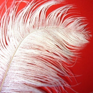 XL White Ostrich Plumes. 12-14 inches tall. EXCLUSIVE QUALITY.