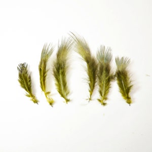 May include: Seven green and blue feathers with white tips arranged in a row on a white background.