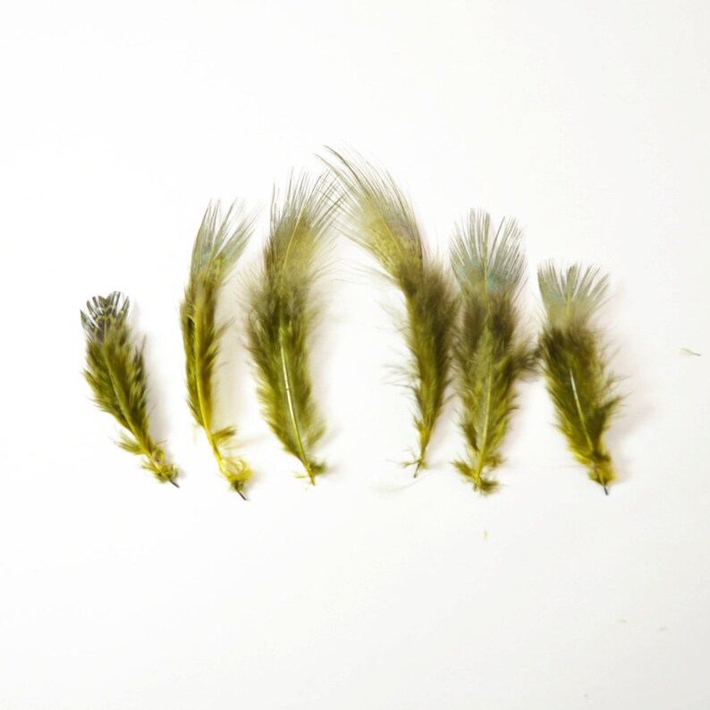 May include: Seven green and blue feathers with white tips arranged in a row on a white background.