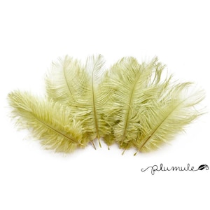 Petite Ostrich Drab Feathers - Olive 4-8&quot; (6pcs)