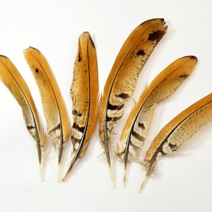 May include: A collection of six brown and white pheasant feathers with a speckled pattern.