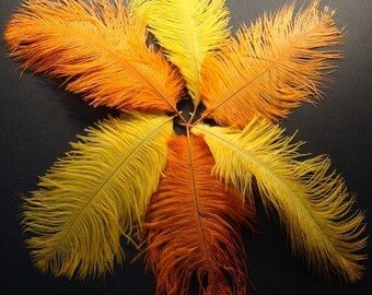 6 Mango and Orange Ostrich Feathers. 7 inches tall.