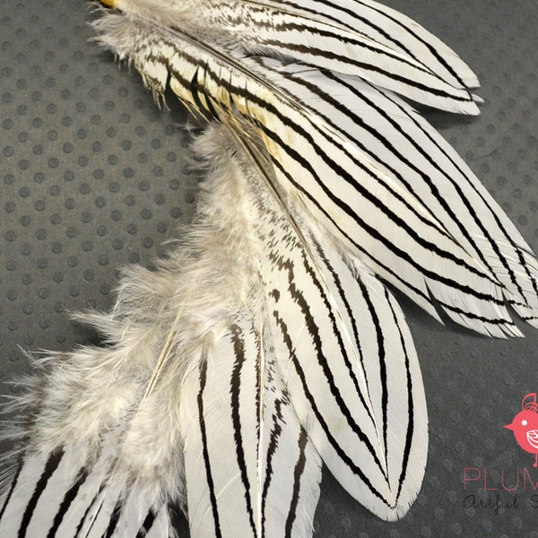 12 pcs - SILVER PHEASANT feathers, select grade, zebra, stripes, exotic feathers #6A