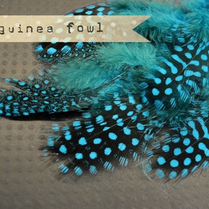 May include: Close-up of a cluster of teal blue and black guinea fowl feathers with white polka dots. The feathers are arranged in a fan shape and have a soft, fluffy texture.