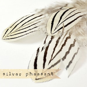 12 pcs - NATURAL - Silver Pheasant Feathers - select grade, zebra, stripes, exotic feathers