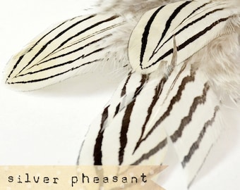 12 piezas - NATURAL - Plumas de faisán plateado - grado selecto, cebra, rayas, plumas exóticas