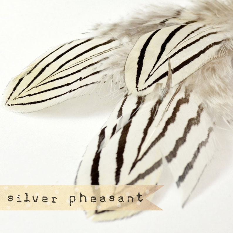 12 pcs NATURAL Silver Pheasant Feathers select grade, zebra, stripes, exotic feathers image 1