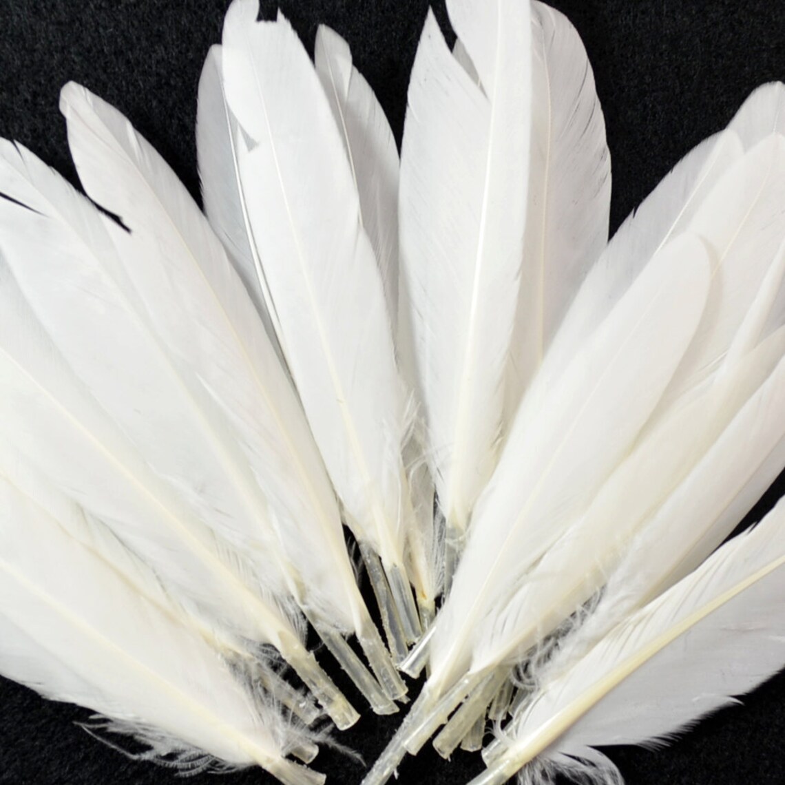 24pcs Small Duck Quills Stiff Loose Feathers-white - Etsy
