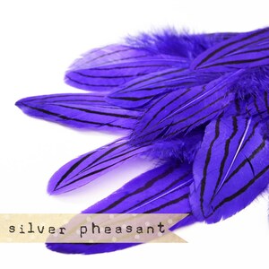 36 pcs - MARINE MIX - Silver Pheasant Feathers - Purple - select grade, zebra, stripes, exotic feathers image 3