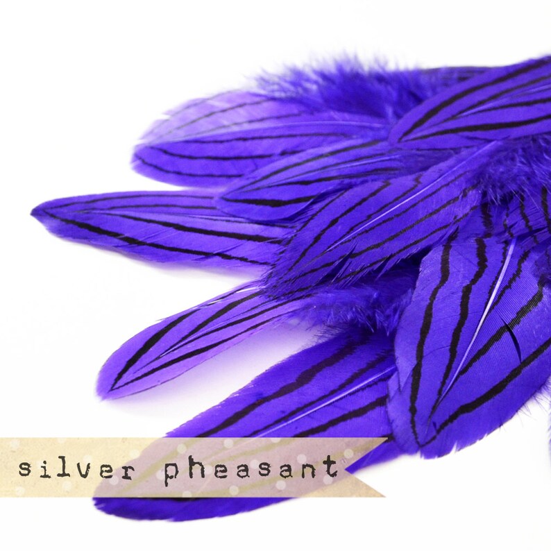 36 pcs - MARINE MIX - Silver Pheasant Feathers - Purple - select grade, zebra, stripes, exotic feathers image 3