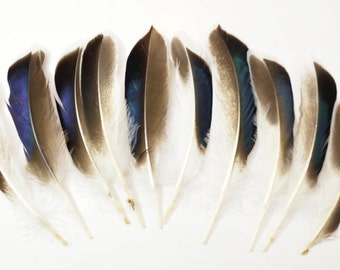 Mallard Feathers, Iridescent Green Wing - Natural (10pcs)