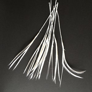 10 束 - 25-30 個 - ホワイト - ワイヤー付きグースビオッツ - カール可能 - 高級帽子用品、釣り用品、フライタイイング