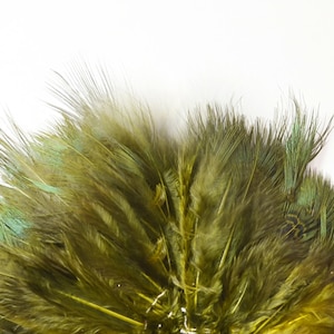 May include: A close-up of a bunch of green and blue peacock feathers. The feathers are arranged in a fan shape and have a soft, fluffy texture.
