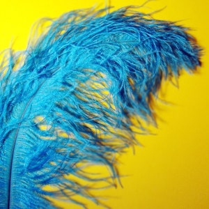 XL Turquoise Ostrich Plumes. 13-16 inches tall. EXCLUSIVE QUALITY.