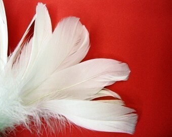 40 White XL Goose Feathers.