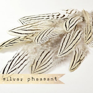 12 pcs NATURAL Silver Pheasant Feathers select grade, zebra, stripes, exotic feathers image 2