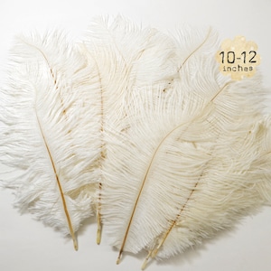10 pezzi - BIANCO SPORCO - 10-12 pollici - Piume di struzzo - Piume tinte Drabs