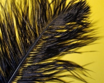XL Black Ostrich Plumes. 13-16 inches tall. EXCLUSIVE QUALITY.