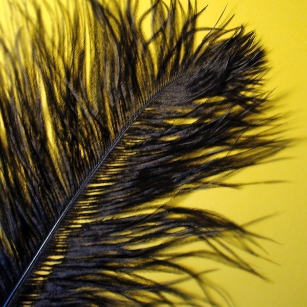 XL Black Ostrich Plumes. 13-16 inches tall. EXCLUSIVE QUALITY.