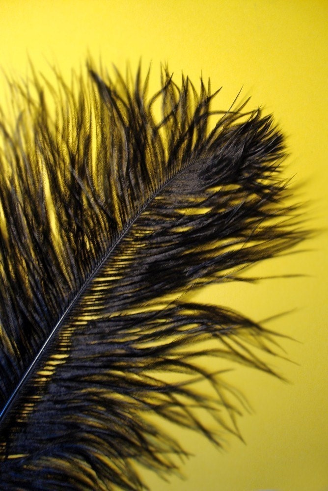 XL Black Ostrich Plumes. 13-16 inches tall. EXCLUSIVE QUALITY.