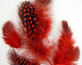 GUINEA Fowl Plumages / Red / Loose polka dot feathers /