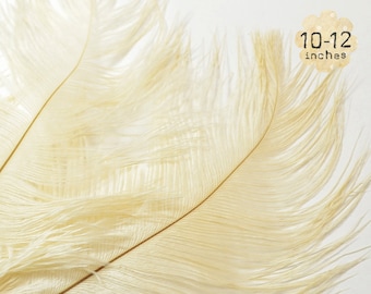 10 piezas - MARFIL - 10-12 pulgadas - Plumas de avestruz - Plumas teñidas de tonos apagados