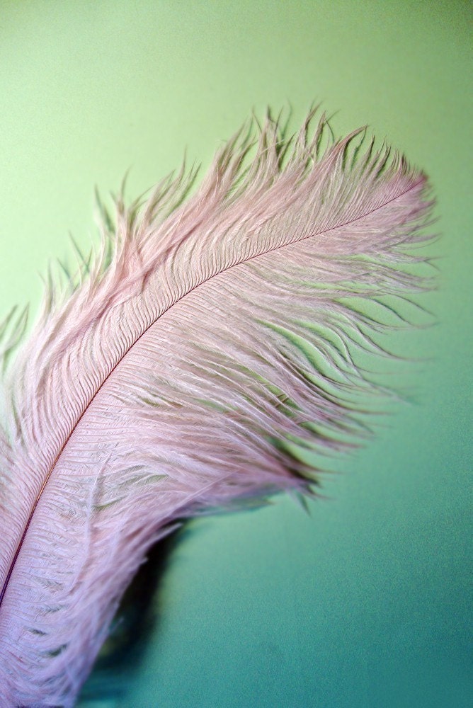 XL Ivory Pink Ostrich Plumes. 13-16 inches tall. EXCLUSIVE QUALITY.