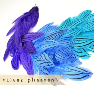 36 pcs - MARINE MIX - Silver Pheasant Feathers - Purple - select grade, zebra, stripes, exotic feathers image 2