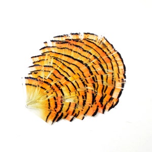 Golden Pheasant Feather Pad (1pc)
