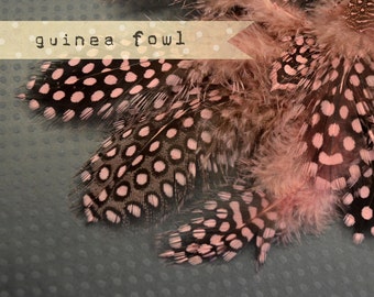 2 Dozen - VINTAGE PINK Guinea Fowl plumages, millinery and craft, feather couture.