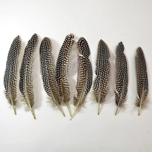 40pcs Guinea Fowl Quill Feathers, Polkadot Feathers- Natural