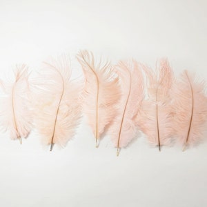 Petite Ostrich Drab Feathers Blush Pink, 4-8 6pcs image 1