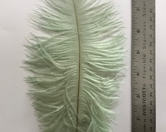 Ostrich Feathers - Ostrich Drab Feathers - seafoam 7 to 8 inches 5 pcs