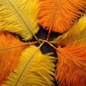 6 Plumes de mangue et dautruche orange. 7 pouces de hauteur. image 2