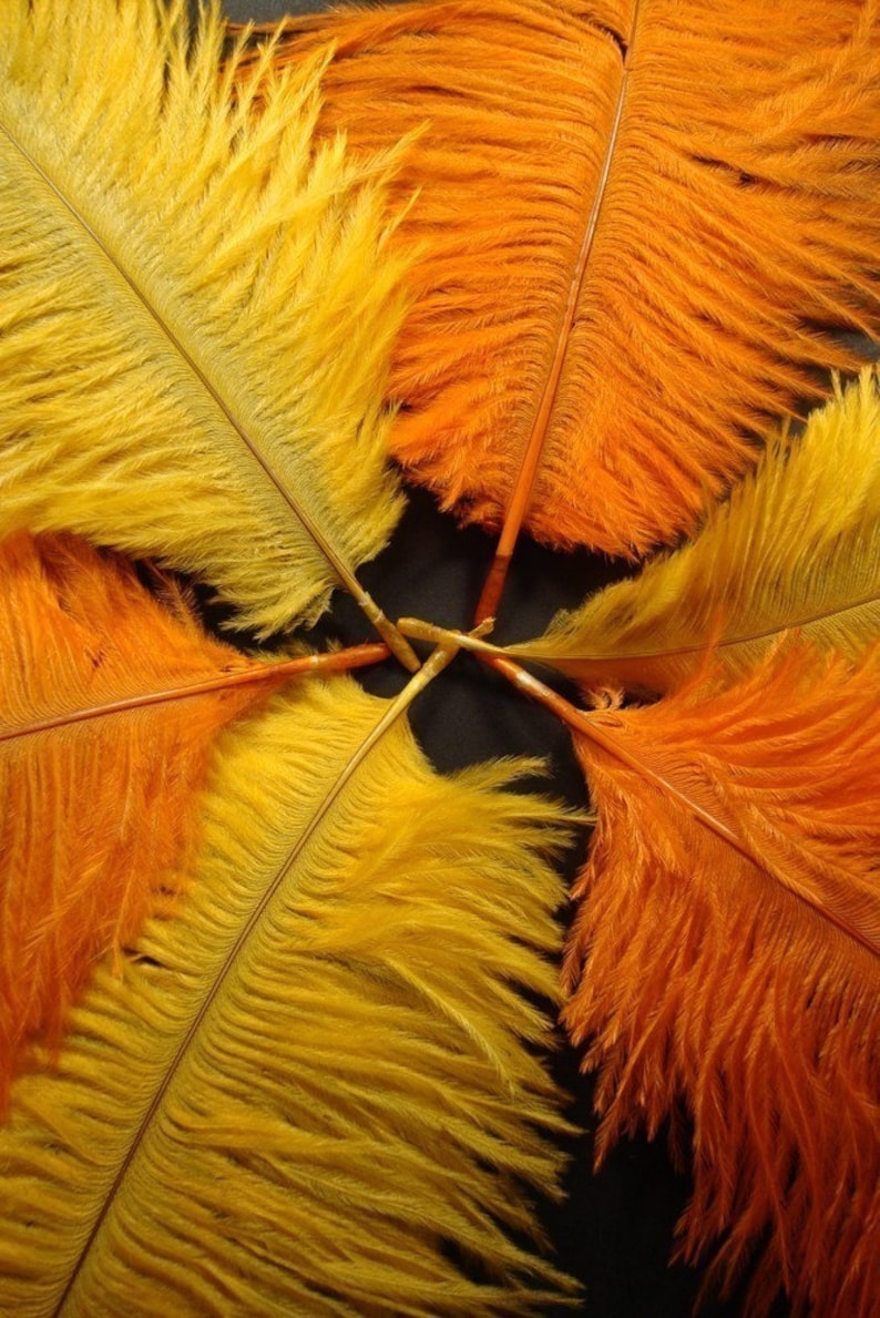 6 Plumes de mangue et dautruche orange. 7 pouces de hauteur. image 2