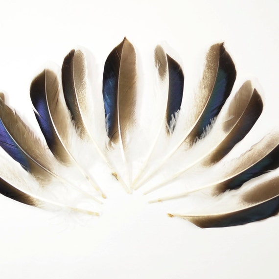 50 Pcs BULK Mallard Duck Wing Feathers 4-5 Natural Duck Loose Wholesale  Cochettes Bulk Feathers 