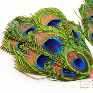 1 pcs - PEACOCK feather pads, all natural beautiful large eyes