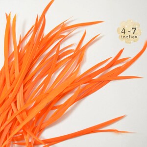 Pu&ograve; includere: Un ciuffo di piume di colore arancione brillante, lunghe circa 4-7 pollici.