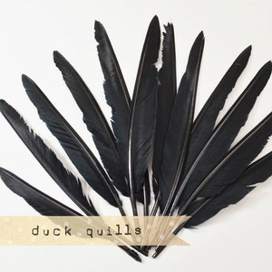 10pcs - Large Duck Quills - Black - Stiff loose feathers