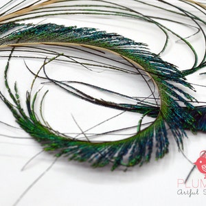 Peacock Sword Feathers---6 pcs