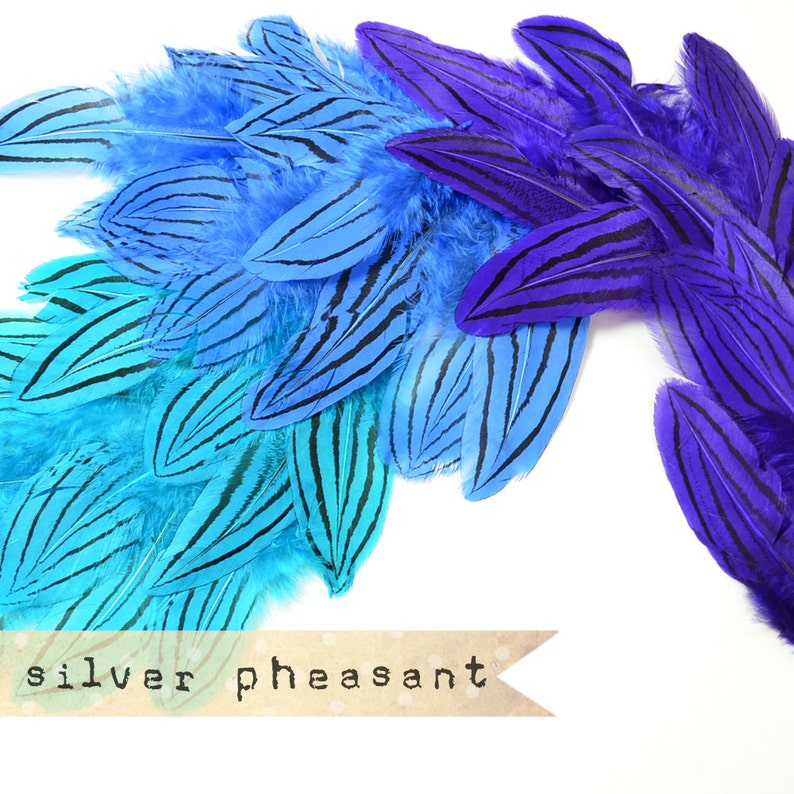 36 pcs - MARINE MIX - Silver Pheasant Feathers - Purple - select grade, zebra, stripes, exotic feathers image 1