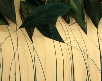 12 Turquoise Shredded Coque Feathers.